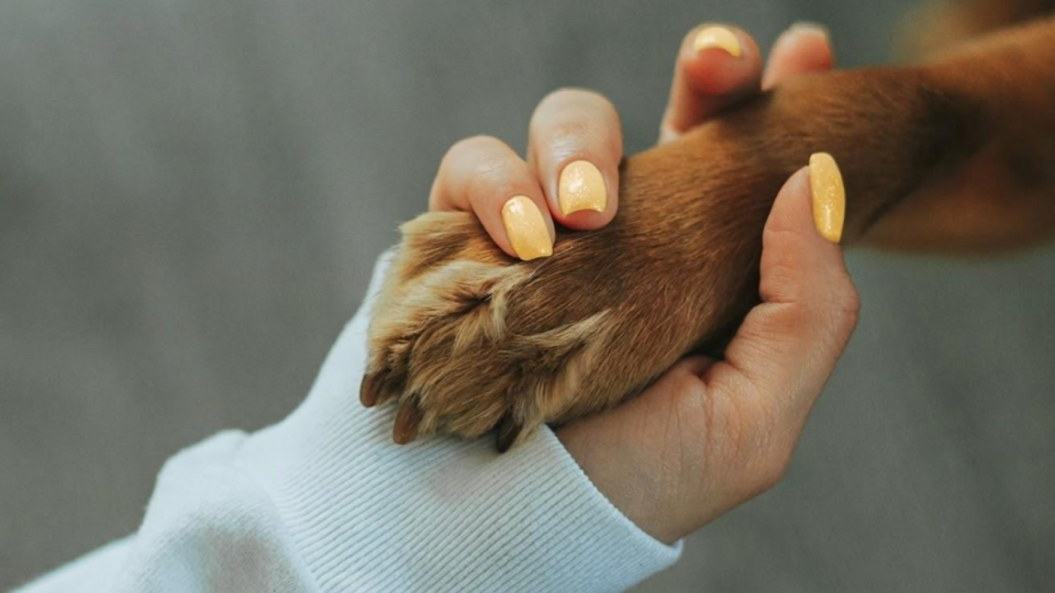 ¿Nos adoptas? Un perro profesional estrechando la mano de un socio humano.